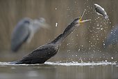Cormorant (Phalacrocorax carbo), young bird from the previous year throwing its prey up for eating, Kiskunság National Park, Hungary, Europe