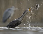 Cormorant (Phalacrocorax carbo), young bird from the previous year throwing its prey up for eating, Kiskunság National Park, Hungary, Europe