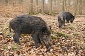 Wild boar (Sus scrofa), sows, captive, North Rhine-Westphalia, Germany, Europe