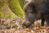 Wild boar (Sus scrofa), sow and piglet, captive, North Rhine-Westphalia, Germany, Europe