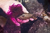 Spotted sea hare (Aplysia dactylomela) in hand, purple coloured ink cloud, defence mechanism, tide pools, La Gomera, Canary Islands, Spain, Europe