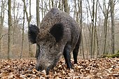 Wild boar (Sus scrofa), female in search of food, North Rhine-Westphalia, Germany, Europe