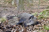 Wild boar (Sus scrofa), sow suckling piglets, North Rhine-Westphalia, Germany, Europe