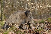 Wild boar (Sus scrofa), sow suckling piglets, North Rhine-Westphalia, Germany, Europe