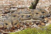 Wild boar (Sus scrofa), piglets warm each other, North Rhine-Westphalia, Germany, Europe