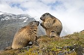 Alpine marmots (Marmota marmota), Kaiser-Franz-Josefs-Höhe, High Tauern National Park, Carinthia, Austria, Europe