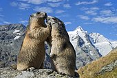 Alpine marmots (Marmota marmota), Grossglockner behind, Kaiser-Franz-Josefs-Höhe, High Tauern National Park, Carinthia, Austria, Europe