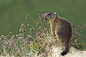 Alpine marmot (Marmota marmota), Offspring, vigilant, Alp Trida, Samnaun, Canton of Grisons, Switzerland, Europe