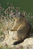 Alpine marmot (Marmota marmota), Offspring, vigilant, Alp Trida, Samnaun, Canton of Grisons, Switzerland, Europe