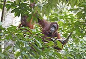 Orangutans (Pongo) in Semenggoh Wildlife Sanctuary in Kuching, Sarawak, Borneo, Malaysia, Asia