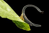 Treehopper (Cladonota sp), size 4mm, Andean cloud forest, Mindo, Ecuador, South America