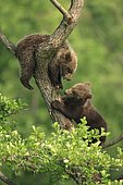 Brown bear cubs (Ursus arctos), captive, Bavaria, Germany, Europe
