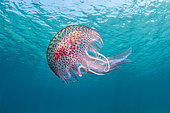 Mauve stinger jellyfish (Pelagia noctiluca) under the surface, Port-Cros National Park, Var, Provence-Alpes-Cote d'Azur, France