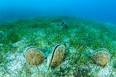 Large Nacre (Pinna nobilis) in Slender Seagrass (Cymodocea nodosa) off Kas, Marine Protected Area of Kas-Kekova, Turkey