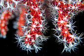 Mediterranean red coral (Corallium rubrum) in the Cerbère-Banyuls Marine Nature Reserve, Pyrénées-Orientales, Occitanie, France