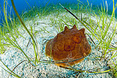 Turtle Sea Slug (Pleurobranchus testudinarius) Slender seagrass (Cymodocea nodosa), off Kas, Kas-Kekova Marine Protected Area, Turkey