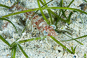 Egyptian shrimp (Metapenaeopsis aegyptia), a so-called lessepsian species, that is native to the Red Sea and arrived in the Mediterranean via the Suez Canal, Marine Protected Area of Kas-Kekova, Turkey. Tropicalization of the Mediterranean