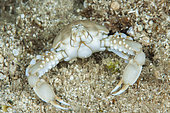 Crab Leucosia (Coleusia signata), so-called Lessepsian species, ie originating from the Red Sea and arriving in the Mediterranean by the Suez Canal, Marine Protected Area of Kas-Kekova, Turkey . Tropicalization of the Mediterranean