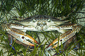 Swimming crab (Portunus segnis), so-called Lessepsian species, ie originating from the Red Sea and arriving in the Mediterranean by the Suez Canal, Marine Protected Area of Kas-Kekova, Turkey . Tropicalization of the Mediterranean