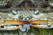 Swimming crab (Portunus segnis), eating a crab Leucosia (Coleusia signata), two so-called Lessepsian species, ie originating from the Red Sea and arriving in the Mediterranean by the Suez Canal, Marine Protected Area of Kas-Kekova, Turkey . Tropicalization of the Mediterranean