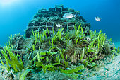 Invasive Algae (Caulerpa taxifolia) colonizing an artificial reef in the Larvotto Marine Reserve, Monaco