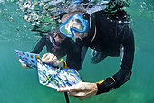 Divers / snorkelers discovering the Cap d'Agde underwater trail using plastic guides, Agde, France, Mediterranean Sea