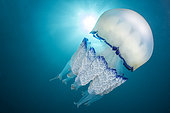 Barrel Jellyfish (Rhizostoma pulmo), Marine Protected Area of the Agathe Coast, Hérault, Occitanie, France