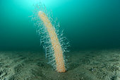 Sea pen (Veretillum cynomorium) on a mud bottom, in the Marine Protected Area of the Agathe Coast, Hérault, Occitanie, France