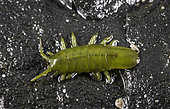 Green Isopod (Idotea wosnesenskii), Olympic Peninsula, Strait of Juan de Fuca, Washington.