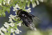 Mexican Cactus Fly (Copestylum mexicanum), California.