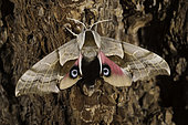 One-eyed Sphinx Moth (Smerinthus cerisyi), California.