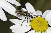 Acmaeops Flower Longhorn Beetle (Acmaeops proteus), Rocky Mountain National Park, Colorado.