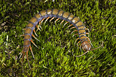 Vietnamese Centipede (Scolopendra subspinipes), Hawaii.