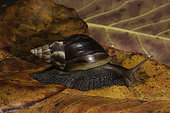 Giant African Land Snail (Lissachatina fulica), Hawaii.