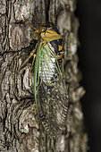 Grand Western Flood Plain Cicada (Megatibicen cultiformis), Arizona.