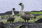 Hawaiian Goose, Nene (Branta sandvicensis), Big Island, Hawaii.