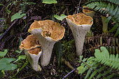 Scaly Chanterelle (Turbinellus floccosus), Vancouver Island, British Columbia