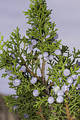 Cherrystone Juniper (Juniperus monosperma), New Mexico.