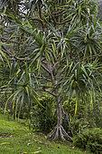 Screw Pine (Pandanus tectorius), Hawaii.