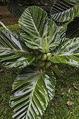 Highland Breadfruit (Ficus dammaropsis), Hawaii.