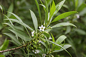 False Sandalwood, Naio, (Myoporum sandwicense), Hawaii.