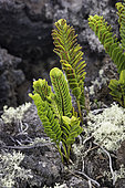 Kupukupu Fern (Nephrolepis cordifolia), Big Island, Hawaii. This fern is noted for being a pioneer species along with lichens on new lava fields.