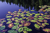 Lac couvert de Brasénie de Schreber (Brasenia schreberi), plante aquatique envahissante de Chine. Snake Lake, comté de Plumas, Californie.