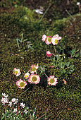 Glacier Buttercup (Ranunculus glacialis) in bloom, Vanosie, Alps, France