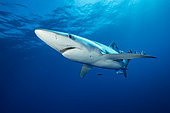 Blue shark (Prionace glauca) and Pilot fish (Naucrates ductor), Pico Island, Azores, Portugal, Atlantic Ocean