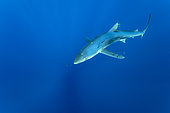 Blue shark (Prionace glauca) and Pilot fish (Naucrates ductor), Pico Island, Azores, Portugal, Atlantic Ocean