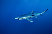 Blue shark (Prionace glauca) and Pilot fish (Naucrates ductor), Pico Island, Azores, Portugal, Atlantic Ocean