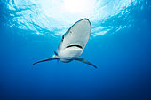 Blue shark (Prionace glauca) Pico Island, Azores, Portugal, Atlantic Ocean