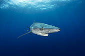 Blue shark (Prionace glauca) and Pilot fish (Naucrates ductor), Pico Island, Azores, Portugal, Atlantic Ocean