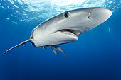 Blue shark (Prionace glauca) Pico Island, Azores, Portugal, Atlantic Ocean
